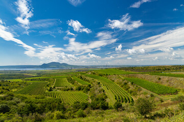 Fototapeta na wymiar Vineyards near Nove Mlyny reservoir with Palava in Southern Moravia, Czech Republic