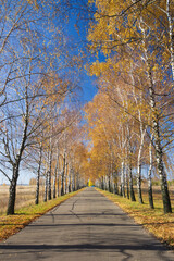 Fototapeta na wymiar Scenic road with two lines of yellowed birch trees