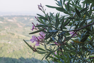 Exterior shot of beautiful mountain gorge with green forest with blue sky in background, beautiful pink blooming flowers