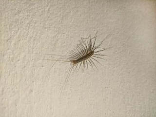 Scutigera coleoptrata. Useful insect that catches flies.