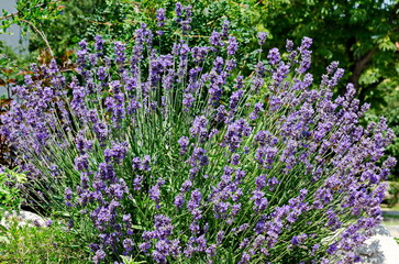 Obraz premium Fresh flowering lavender in the rockery garden with perennial plants, Sofia, Bulgaria 
