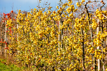 Obraz premium orchard with apples, Southern Moravie, Czech Republic