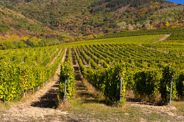 Fototapeta na wymiar Autumn vineyard, Tokaj region, Great Plain and North, Hungary