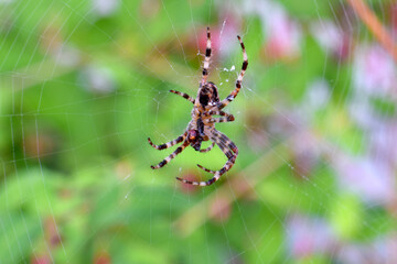 Brown Spider Orb Web 02