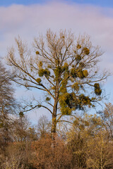 Many mistletoe are parasites on a tree in winter