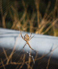 The yellow spider