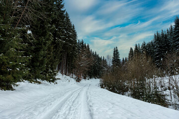 Spruce Tree Forest Covered by Snow in Winter. Picturesque view of snow-capped spruces on a frosty day. Germany.