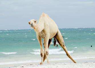 a camel, one of desert animals used for means of transport.it is used for entertainment on coastline
