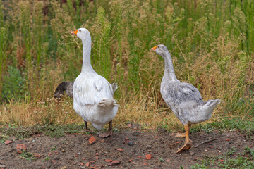 Two Geese Birds