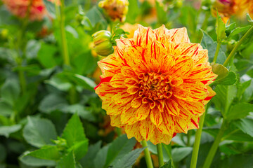 beautiful yellow-orange with red dahlia flower close-up in the garden