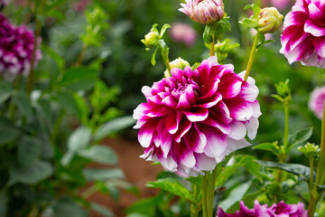 beautiful mixed purple dahlia flower close-up in the garden