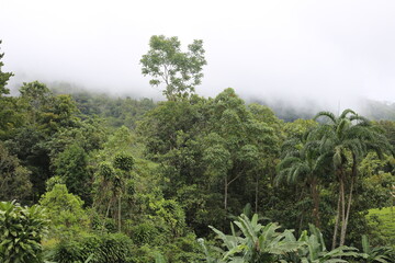 Coffee farm in Costa Rica in Costa Rican jungle. 
