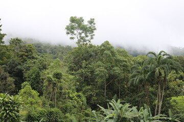 Fototapeta na wymiar Coffee farm in Costa Rica in Costa Rican jungle. 