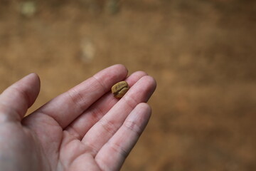 Coffee bean in Costa Rica.