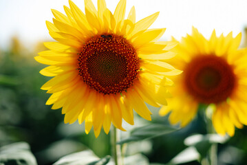 Obraz premium Sunflower with in summer in the field close up