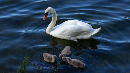Mute swan parent with young baby swans swimming in dark blue water