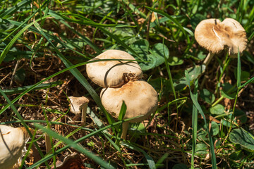 Photo of several white mushrooms in a field among the grass on a sunny day. The idea of nature, unity and ecological cleanliness