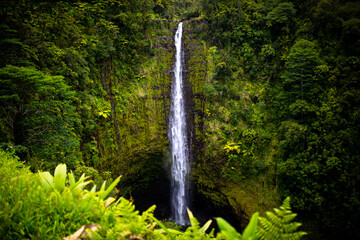 Akaka falls, Waterfalls in Big Island, Hawaii, USA, America, Water falling down more than 127 Meters to the ground 