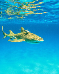 Lemon shark swimming in the Bahams
