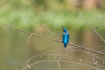 Female of Common kingfisher (Alcedo atthis) enjoy diving in to water in small stream during her visiting to India in winter