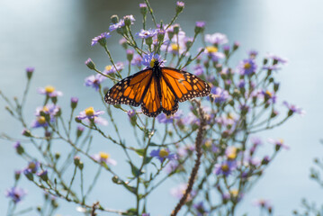 Monarch Butterfly In The Native Plant Garden