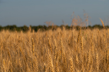 Close-up side view of orange colored agricultural rye field with ripe crop and ears of rye at sunset. Soft selective focus. Copy space for your text. Agribusiness theme.