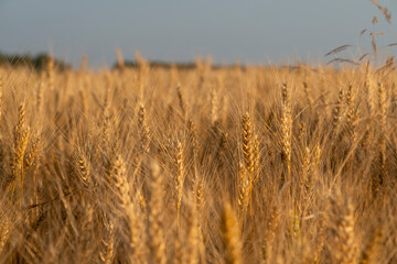 Close-up side view of orange colored agricultural rye field with ripe crop and ears of rye at sunset. Soft selective focus. Copy space for your text. Agribusiness theme.