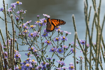 Monarch Butterfly In The Native Plant Garden
