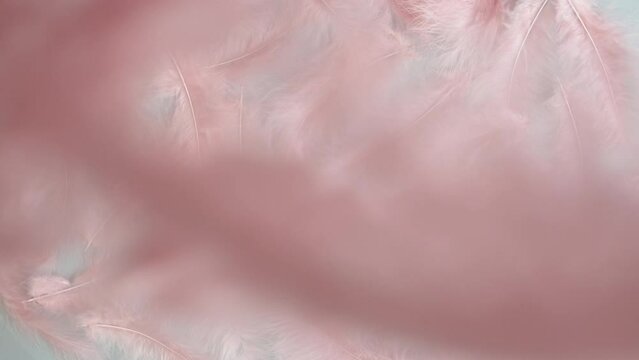 Pink feathers texture top view, falling soft plumelets background close-up. Softness and fur concept. 