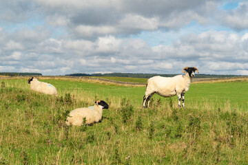Obraz premium Blackfaced ewe and lambs in the Northumberland Countryside