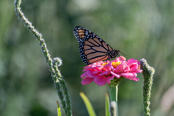 Monarch Butterfly In The Native Plant Garden