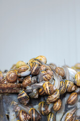 Snail farm. Pomatia snails, Aspersa Maxima, Aspersa Muller, organic farming, Farm Snail where edible snails are grown, snail shelf. Copy space.