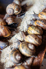 Breeding on a snail farm. Pomatia snails, Aspersa Maxima, Aspersa Muller, organic farming, Farm Snail where edible snails are grown, snail shelf