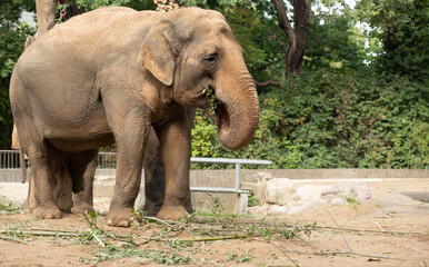 Brown elephant in the zoo, little baby elephant, wild animal, nature reserve, ecotourism.