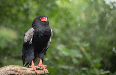Terathopius ecaudatus is a species of bird from the hawk family. the presence of a species of the species Terahopius, a black bird with an orange beak, a predator.