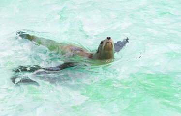 Obraz premium Baikal seal cub in the water in the lake in summer, Baikal seal or ringed seal (Pusa sibirica) - a species of earless seal, animals on the verge of extinction.