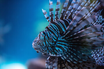 Common lionfish in dark water at the Nuweiba resort on the Red Sea, a rare species of endangered fish, dark background.
