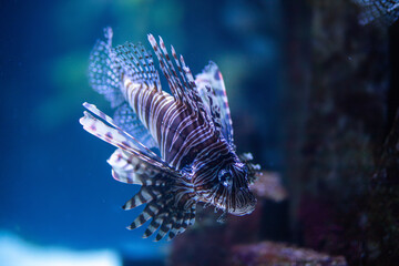 Common lionfish in dark water at the Nuweiba resort on the Red Sea, a rare species of endangered fish, dark background.
