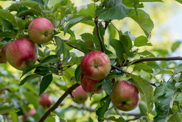 Ripe Red Apples Ready To Be Picked In September