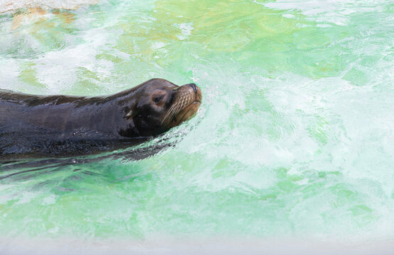 Pusa Bilder Durchsuchen 953 Archivfotos, und Videos