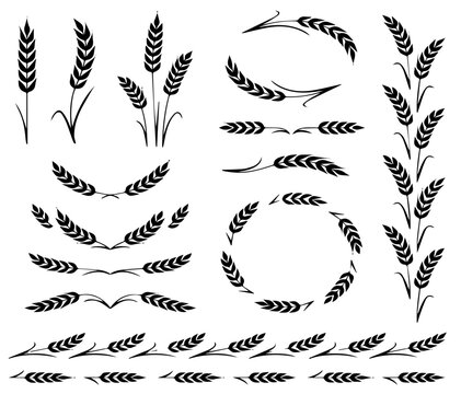 Wheat Ears Vectors and more Wheat Images - Wheat, Vector, Ear of Wheat.eps