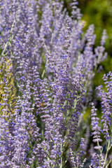 Russian sage (salvia yangii) flowers in bloom