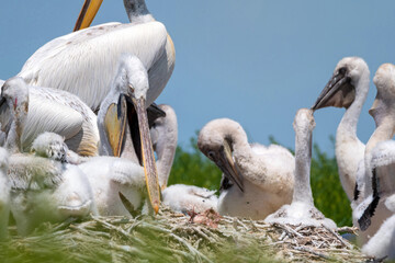 Nestlings of Dalmatian pelican or Pelecanus crispus