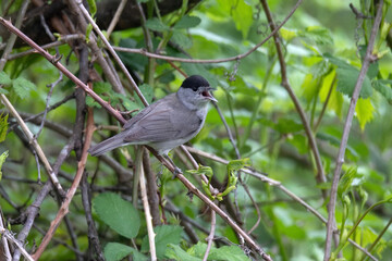 Perching male Eurasian blackcap or Sylvia atricapilla