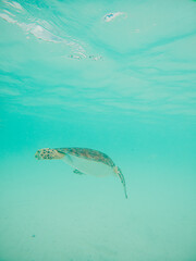 Sea turtle swimming in shallow water underwater 