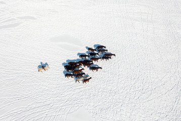 Wild horses are running and on the snow. Yilki horses are wild horses that are not owned in...