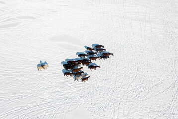 Wild horses are running and on the snow. Yilki horses are wild horses that are not owned in Kayseri, Turkey