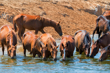 Herd of wild horses drink water in steppe