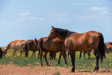 Fototapeta na wymiar Heard of wild horses or mustangs in summer steppe