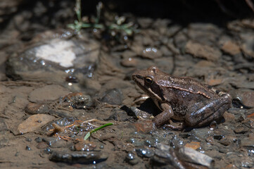 Close-up of long-legged wood frog or Rana macrocnemis - obrazy, fototapety, plakaty
